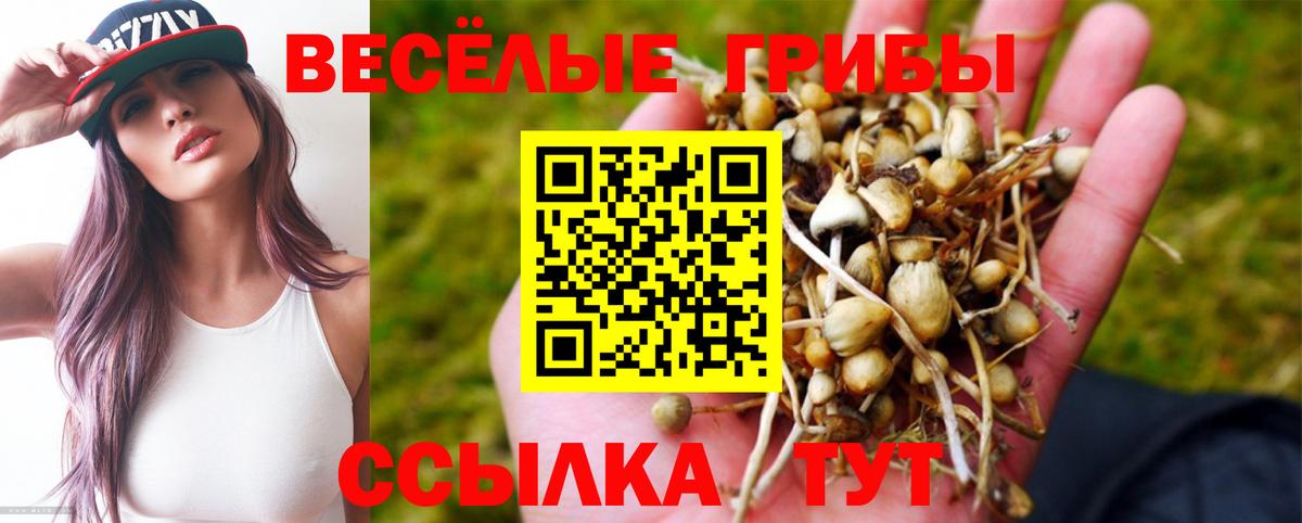 Псилоцибиновые грибы Psilocybe  Псилоцибиновые грибы Psilocybe  Братск 